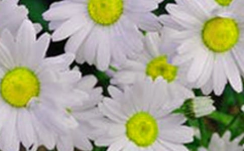 有關花朵優美句子合集76條