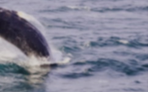 Ԣ�Թ��£��L�~�Ĺ���