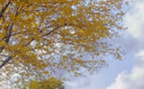 ���¾�ɫ��������