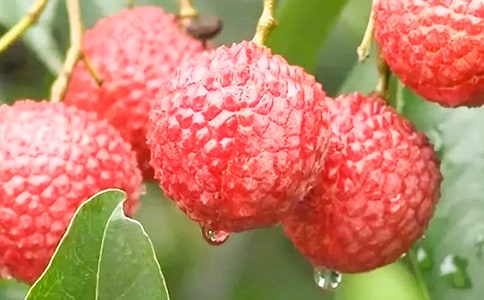 �P(gu��n)����֦��.Ԋ������