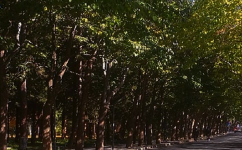 �������a����ɢ��