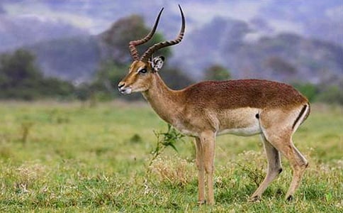 ����;�Ĳ�������xӖ(x��n)����������