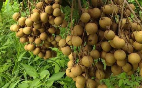 精選龍眼樹作文四篇