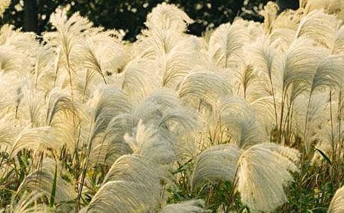 �����M�JȔ����x��������