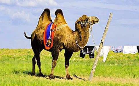 �����񄡷�̌W�̰��OӋ