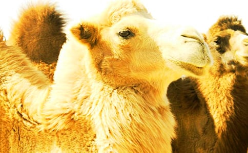 ��������ܡ���x����Ĵ�