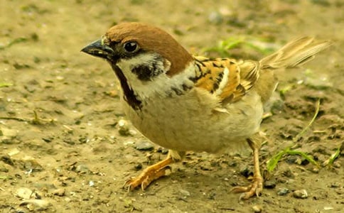 �����A��С��ȸ�̰�3ƪ