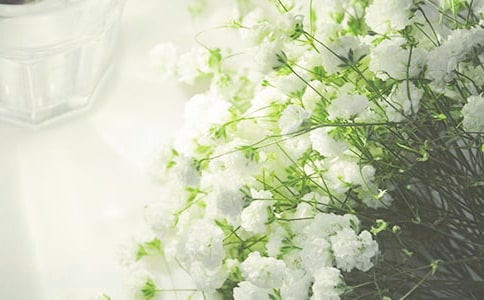 滿天星觀察日記