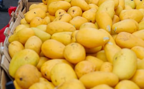 《芒果街上的小屋》讀后感(精選18篇)