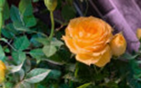 �˽̰��n�ġ�С¹��õ�廨���̌W�OӋ