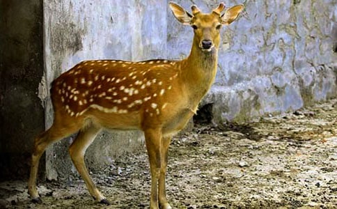 С���Ӻ�÷��¹