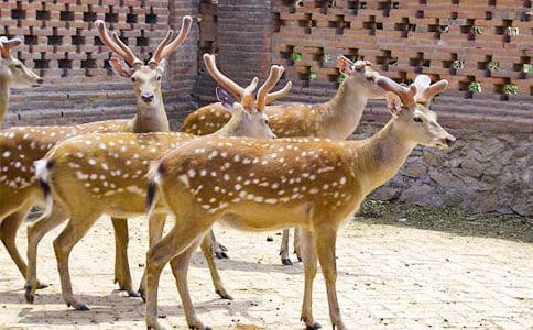 ÷��¹�������������