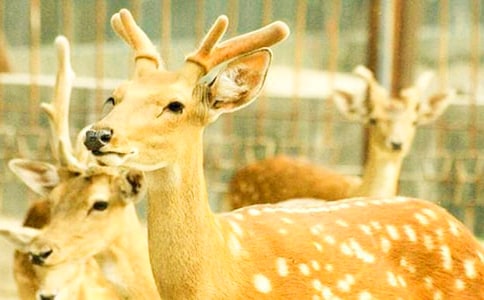 ٝ��÷��¹��Ԋ��