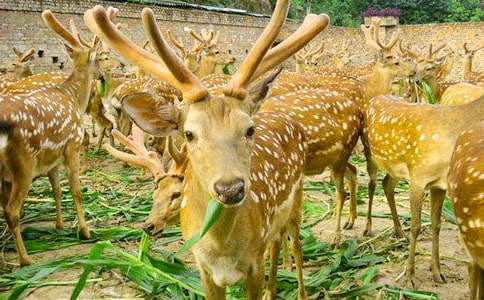  ��һֻ÷��¹�����꼉�σ��f�n��