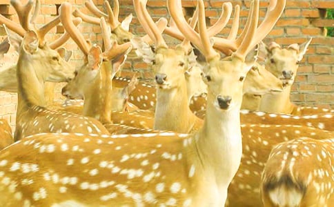 ���Ӻ�÷��¹��ͯԒ����