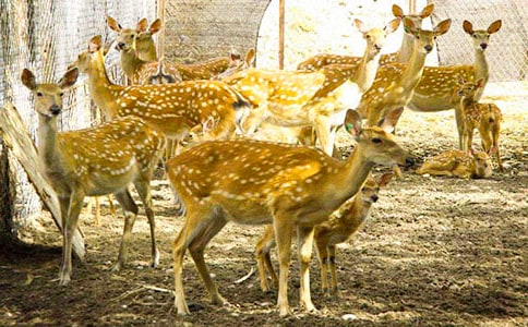 一只梅花鹿練習(xí)題