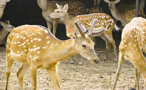 �P(gu��n)��÷��¹��Ԋ��