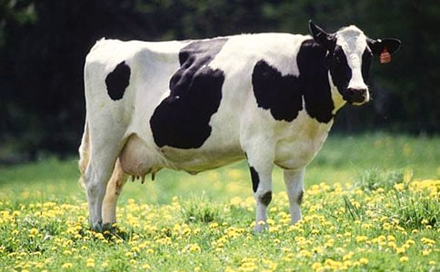 ��ţС��̰������x10ƪ��