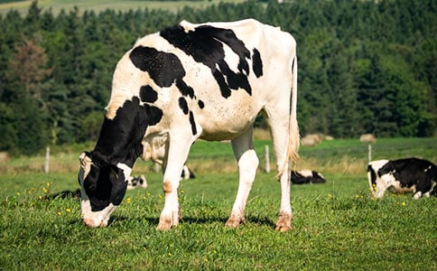 ��ţ������һ��-��������