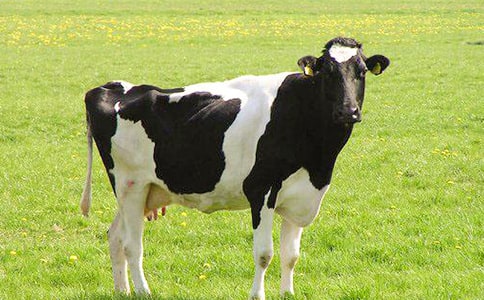 ����������ţ���f�n��ģ��