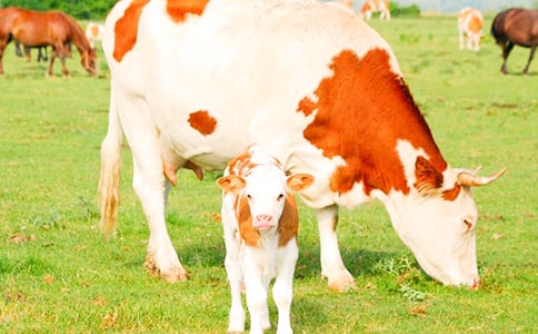 ����ţ����ӆُ��ͬģ��