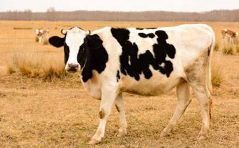 ����ţ�̰�