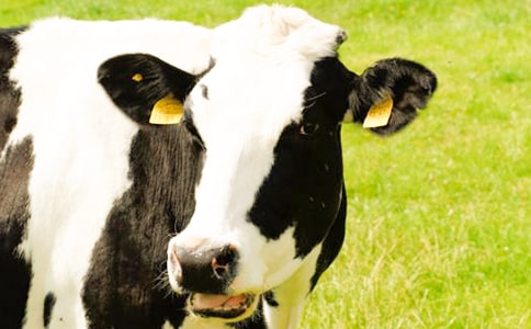 ����������ţ���m(x��)������