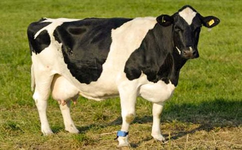 ��ţ��������棨ͨ��10ƪ��