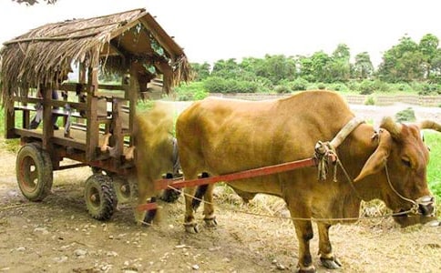 ��ţ܇���d��ӛ��ɢ��