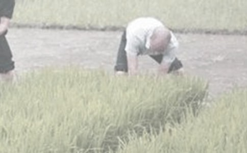 學(xué)農(nóng)活動(dòng)作文(通用30篇)