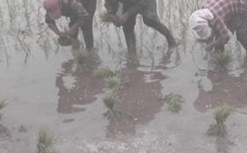 ��һ�ڄ�(d��ng)���r(n��ng)���ĵ��w��(hu��)�����x5ƪ��