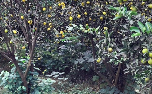 �r�Ҙ�Ӌ��