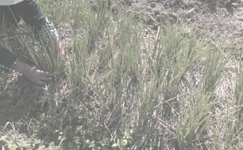 �r���￹��������ʩ�������ģ�ͨ��5ƪ��