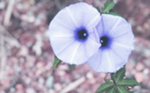 林少華《牽牛花:最美的花》初中散文閱讀題及答案