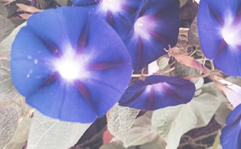 ��ţ���x���