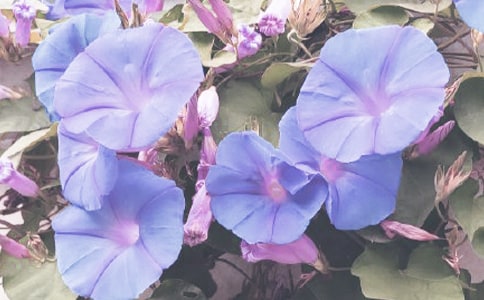 ��ţ���^����ӛ_�^����ӛ�Ąt600��