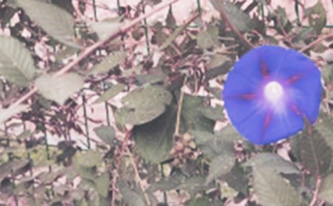 ������g��ţ���̰�