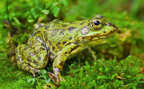 青蛙看海教學反思