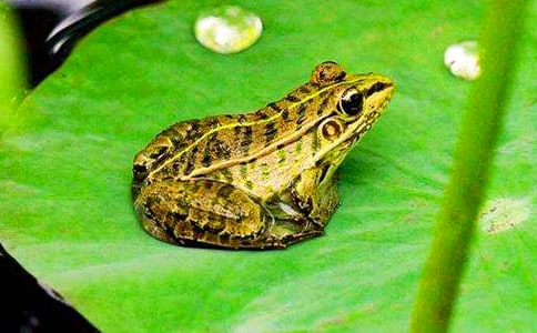 大班主題活動青蛙賣泥塘教案