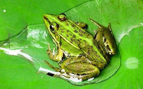 С��質��С���ܻؼҡ��̰��c��˼