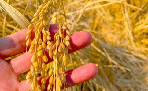 �茑���յ�Ԋ