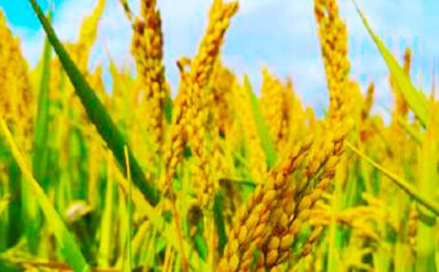 �P(gu��n)�ڴ��N���յ�Ԋ��