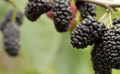 桑果熟了優美敘事散文