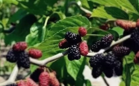 ��ɣ�����꼉ӛ����500��