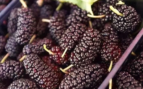 吃美味的桑葚作文