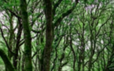 ɭ�ַ��������������䃞�㷶��