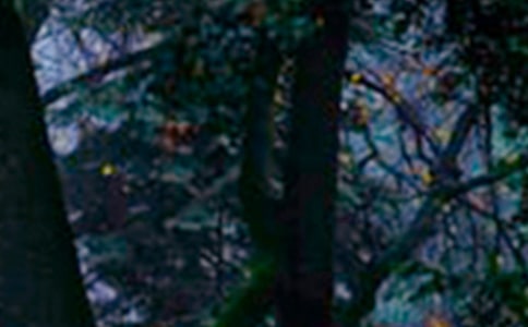 ��ɭ����Ĺ��¡��̰�