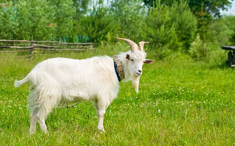 �������cɽ���x���