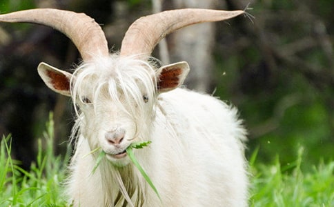 《牧人與山羊》讀后感