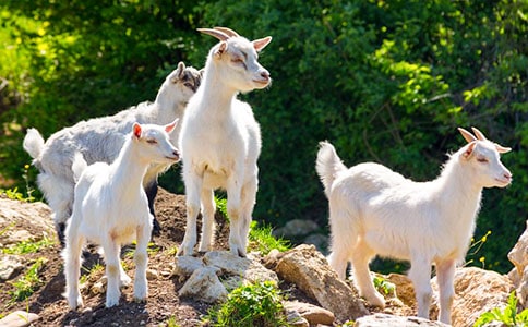 ��ɽ�򲻳����òݡ��x���ͨ��15ƪ